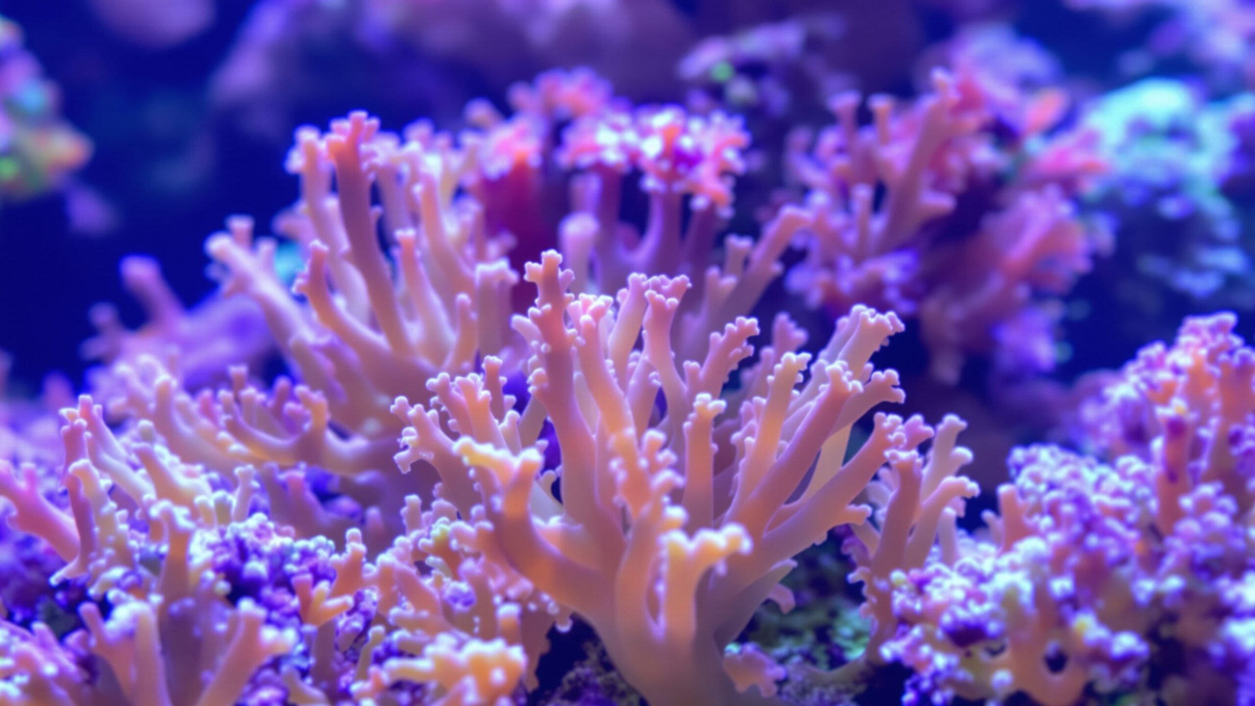 Coral Spawning & Fragging
