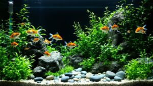 Best Coldwater Fish for Beginners (Complete Guide)