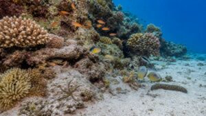 Editorial underwater reef scene for 25 Amazing Coral Reef Creatures and Why They Matter