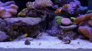 Nano reef aquarium featuring clownfish, goby, cleaner shrimp, hermit crab, snail, and soft corals