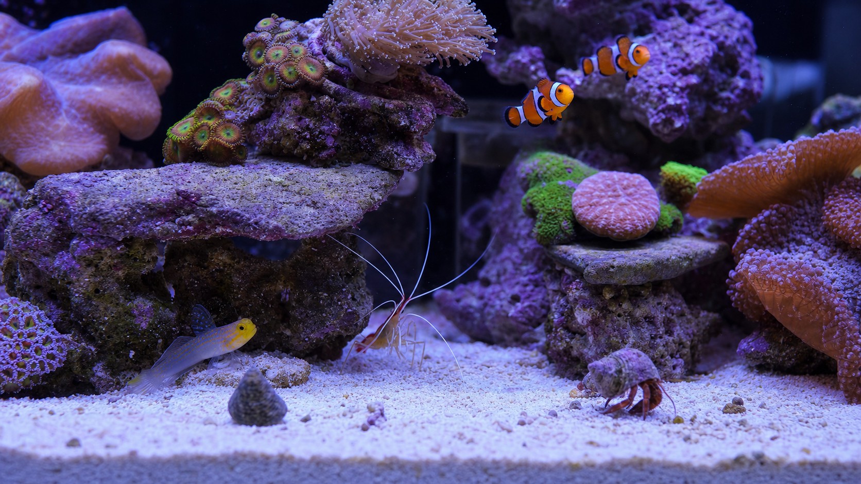 Nano reef aquarium featuring clownfish, goby, cleaner shrimp, hermit crab, snail, and soft corals
