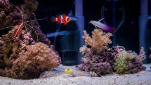 Beginner nano reef aquarium with clownfish, firefish, goby, shrimp, and soft corals