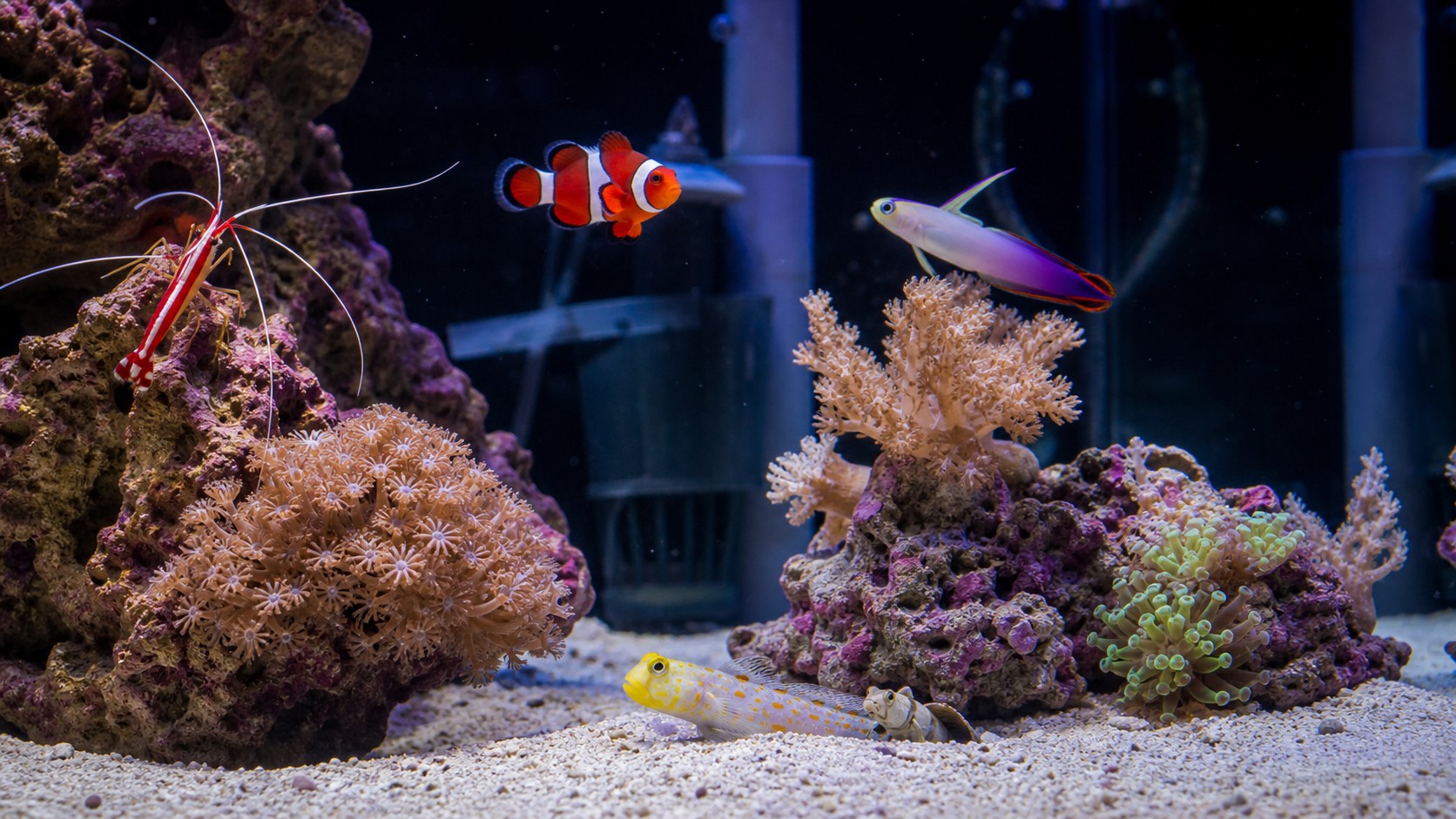 Beginner nano reef aquarium with clownfish, firefish, goby, shrimp, and soft corals