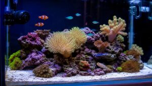 Small nano reef aquarium with clownfish, goby, soft corals, and open swimming space