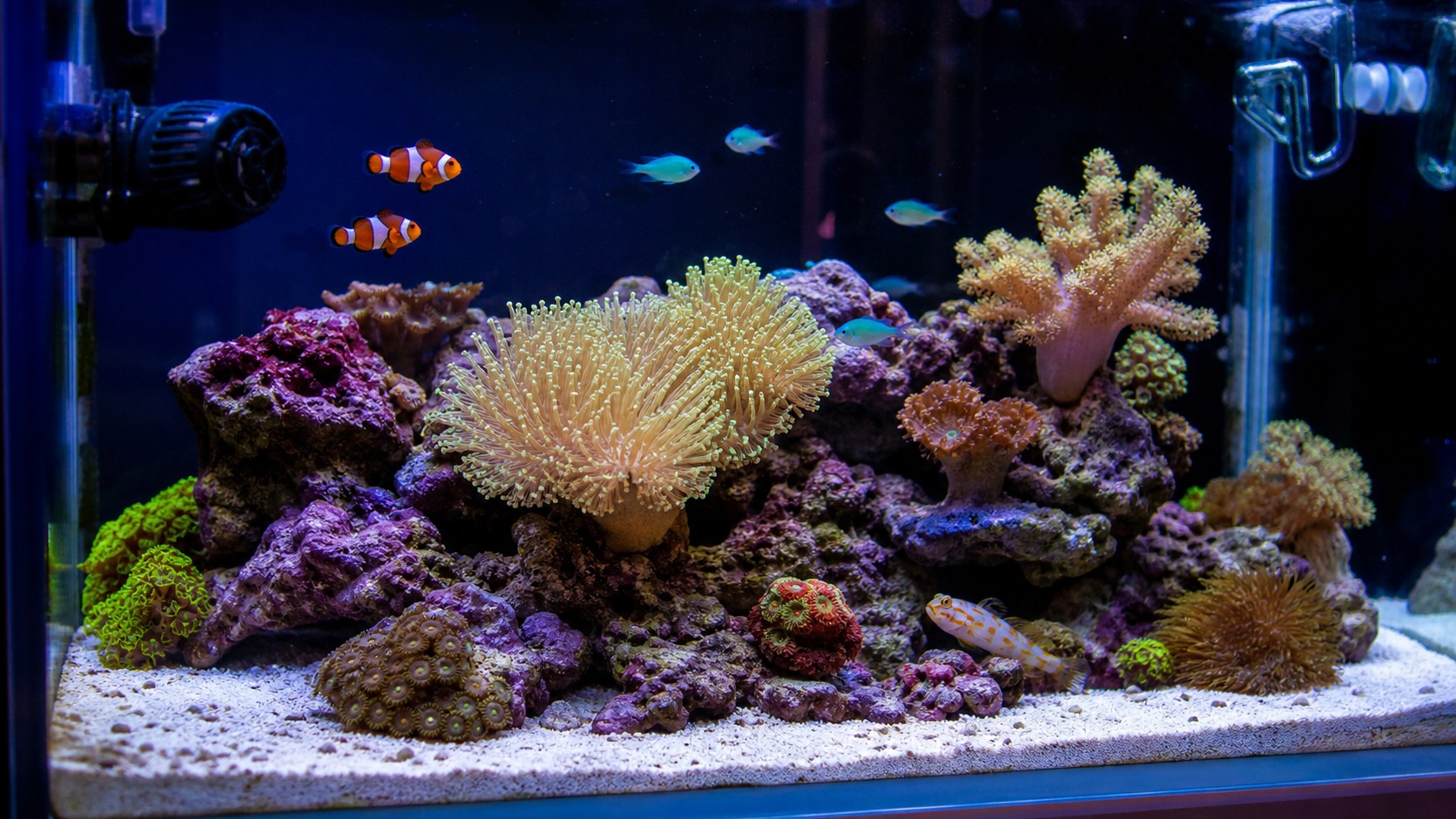 Small nano reef aquarium with clownfish, goby, soft corals, and open swimming space