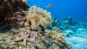 Editorial underwater reef scene for Coral Reef Animals: The Ultimate Guide to Reef Life