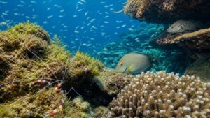 Editorial underwater reef scene for Coral Reef Food Web Explained for Beginners