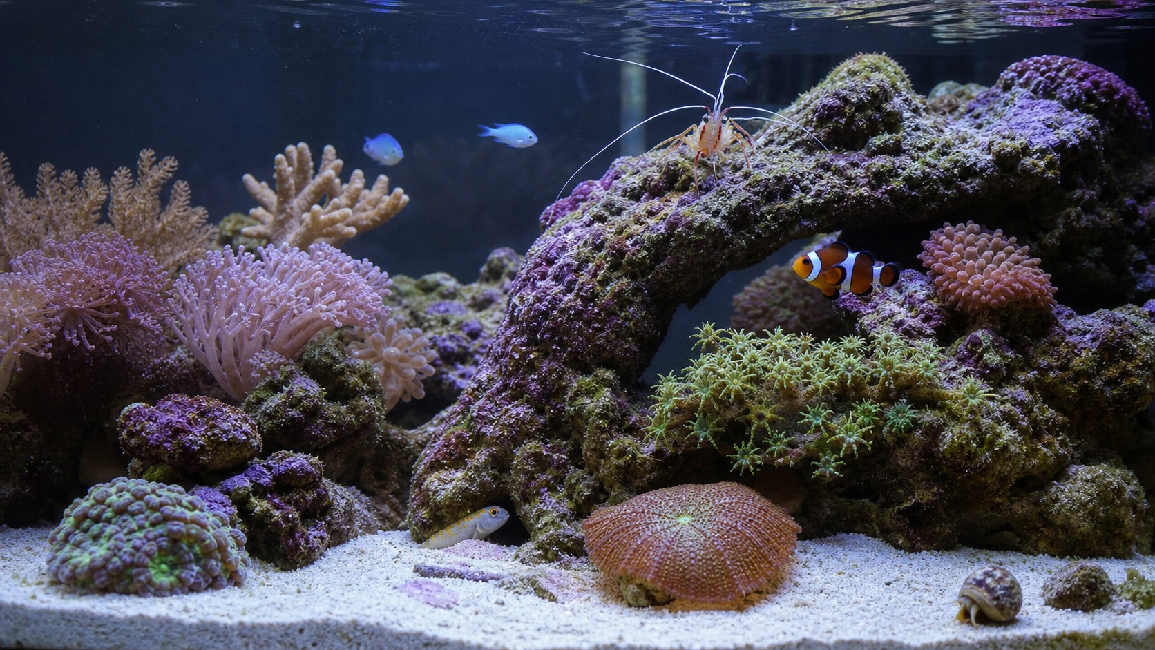 Peaceful nano reef tank with small clownfish, goby, shrimp, snail, soft corals, and live rock arch