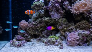 Reef-safe nano aquarium with clownfish, goby, small cave fish, tiny blue-green fish, soft corals, and live rock