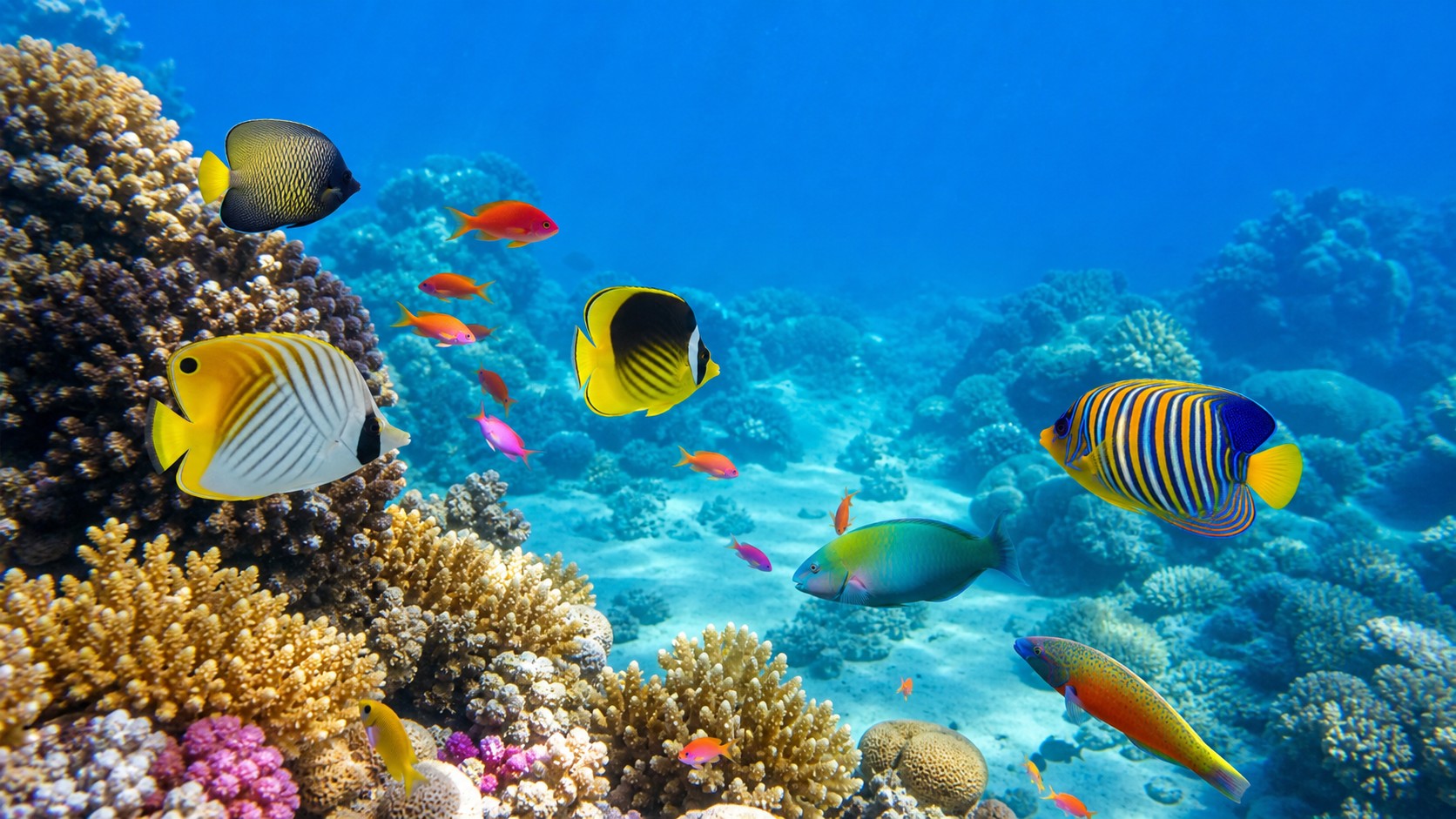 Colorful reef fish swimming above sunlit coral in clear tropical water