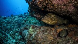 Large reef predator near a coral ledge with smaller fish keeping distance