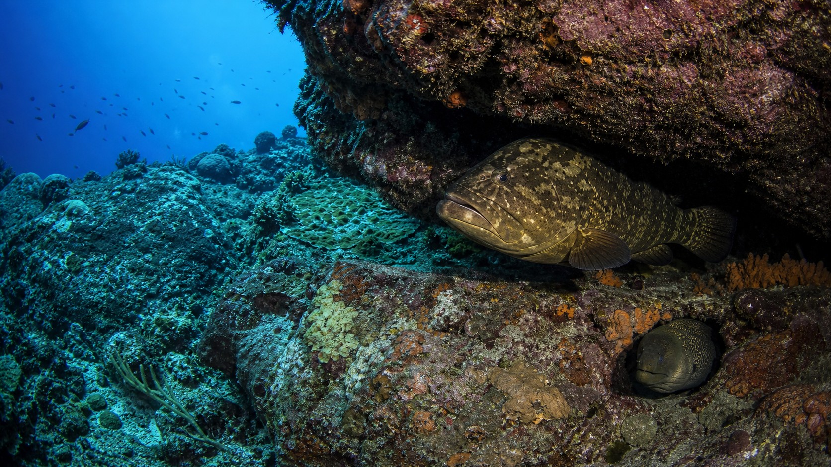 Large reef predator near a coral ledge with smaller fish keeping distance