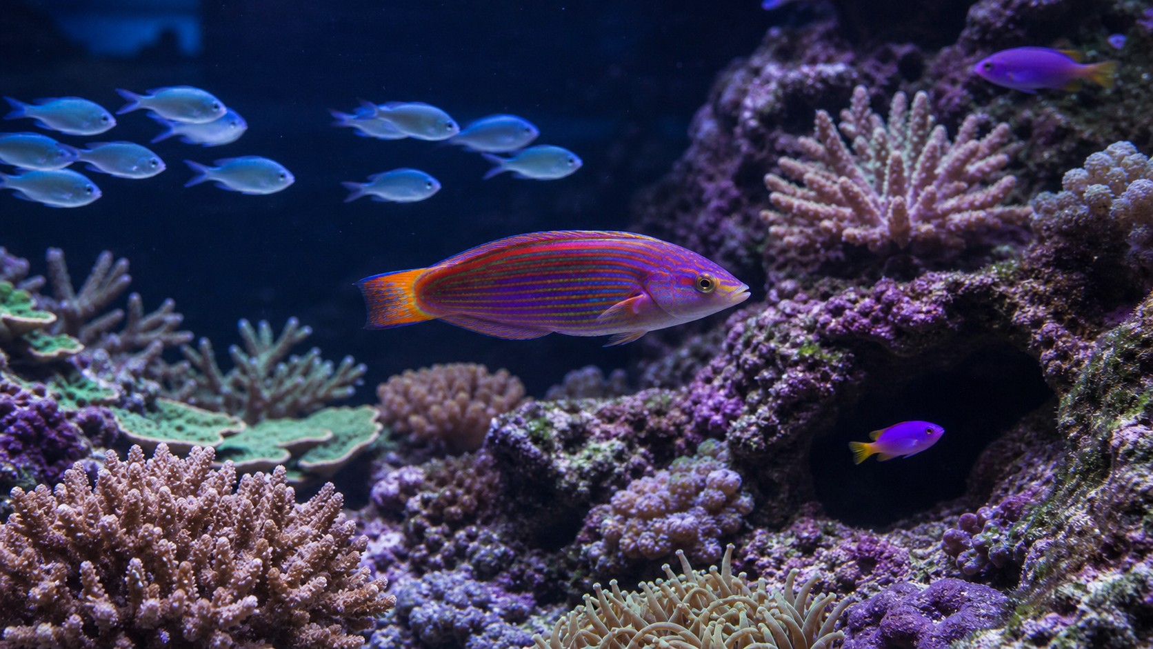 Reef-safe showpiece fish in a mature coral aquarium for The Ultimate Guide to Reef-Safe Showpiece Fish