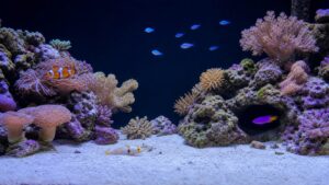 Nano reef aquarium with separated rock islands, cave fish, goby, clownfish, and open water