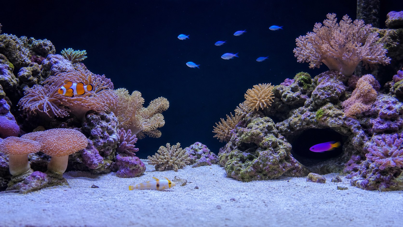 Nano reef aquarium with separated rock islands, cave fish, goby, clownfish, and open water