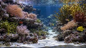 Oceanic biotope aquarium aquascape with natural rock ledges and compatible reef fish