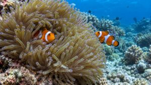 Clownfish nestled safely inside sea anemone tentacles